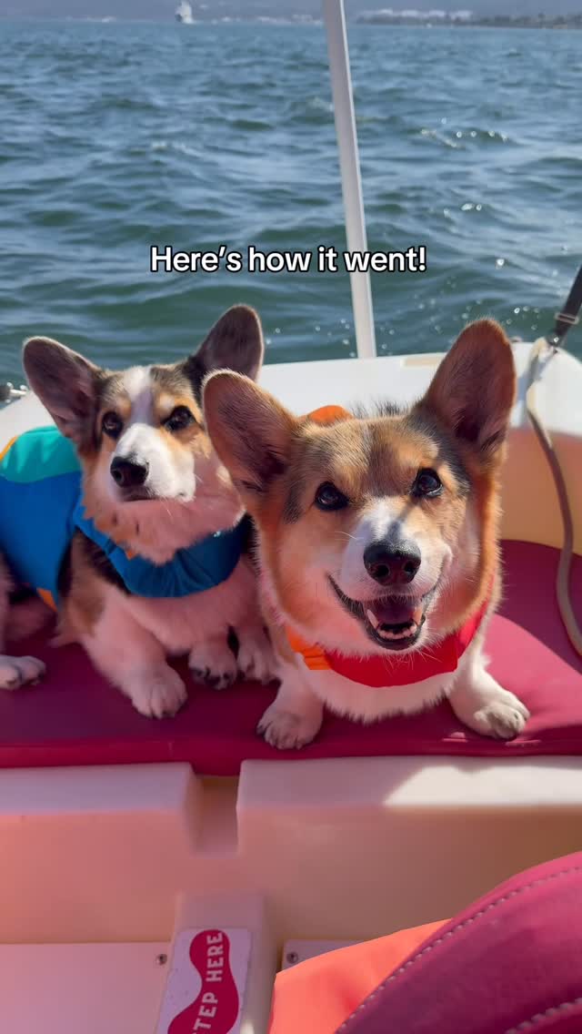 Instagram post by @bradythecorgi for HotelTonight. Caption reads: #ad We booked a last-minute paddleboating trip....