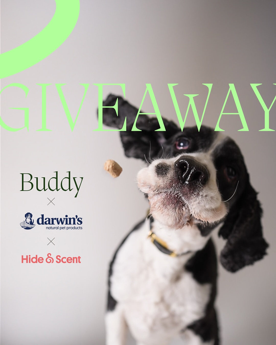 Instagram post by @myboyrudder for Darwin's Natural Pet Products. Caption reads: HAPPY BIRTHDAY RUDDER 🥳 Let’s celebrate Mr.....