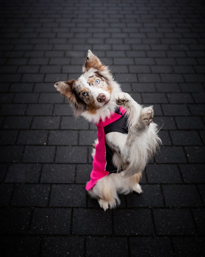 Instagram post by @the_sun.and.the_moon for Pomppa Dogwear. Caption reads: [...] Five 
🩷🩶🩷🩶
Anzeige
@pomppadogwear 
Code....