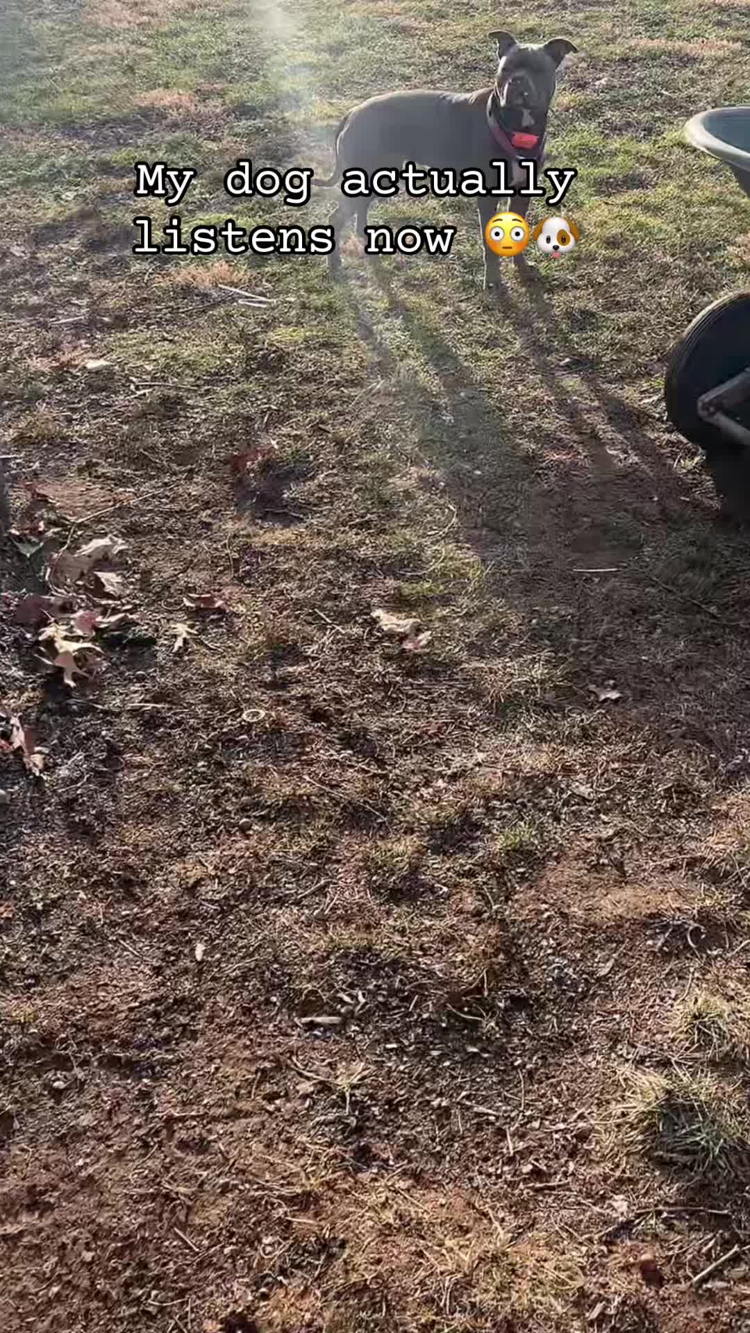 TikTok post by @shy_boo96 for Jugbow. Caption reads: [...] collar is such a game changer 🐶....