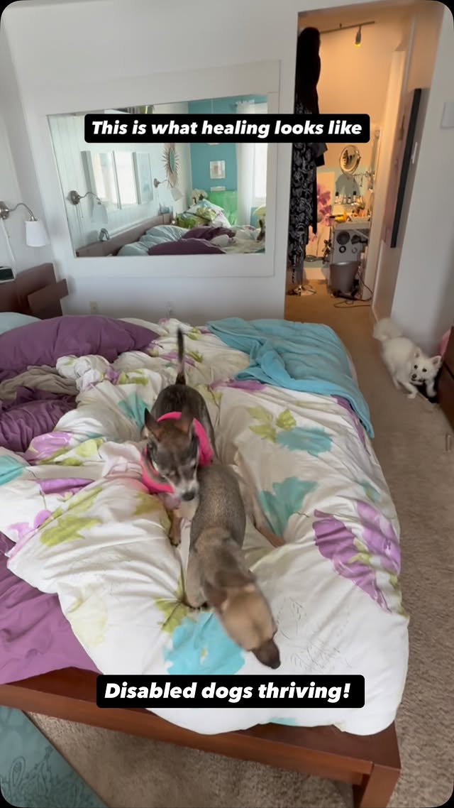 Instagram post by @amira.amiracle for WeRateDogs. Caption reads: Come follow the journeys of 3 disabled, abused,....