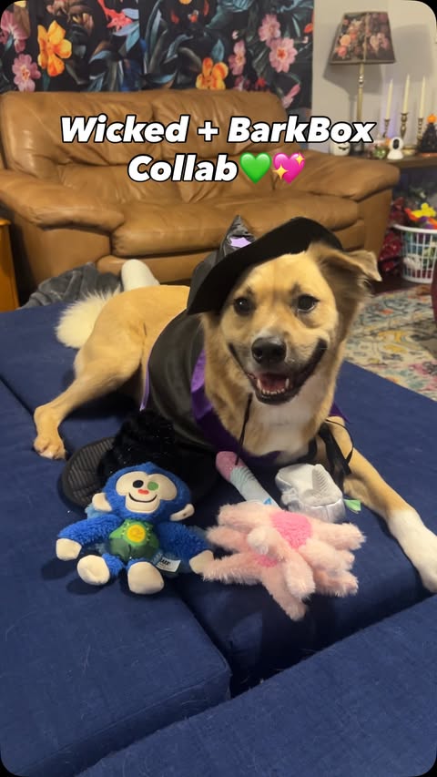 Instagram post by @hendrixthetripawd for BarkBox. Caption reads: [...] good💚 after playing with his Wicked BarkBox....