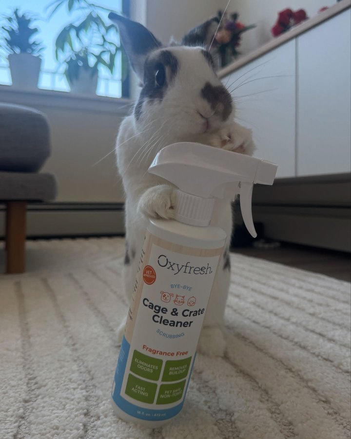 Instagram post by @cilibunny for Oxyfresh. Caption reads: Im blessed that Ikka and Luca are generally clean....