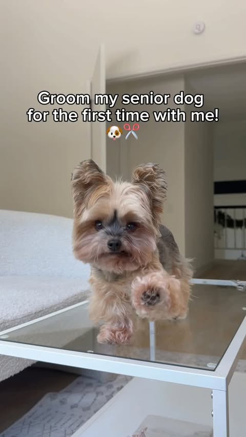 Instagram post by @duckytheyorkie for Oneisall. Caption reads: [...] 🥺✂️
How does he look? I used the....