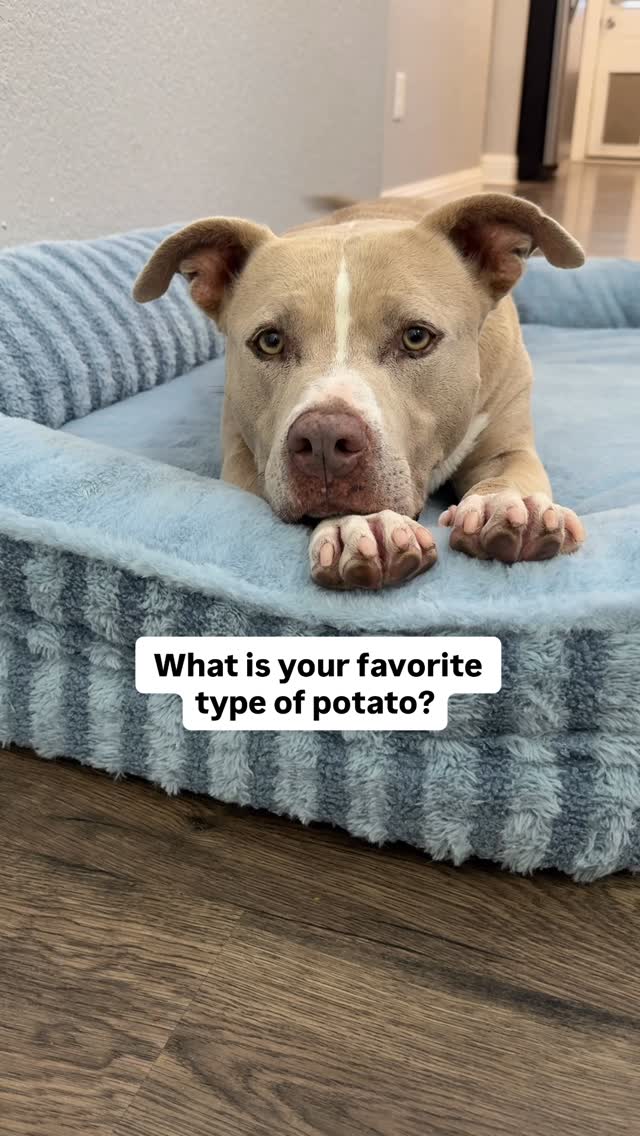 Instagram post by @smuckersthepitbull for Lesure Pet. Caption reads: What is your favorite type of potato? 

#pitbull....