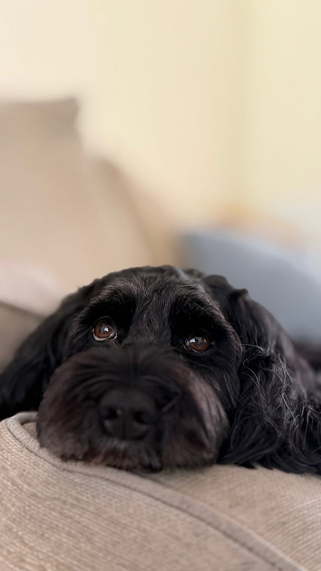 Instagram post by @patu_the_cockapoo for More Years. Caption reads: [...] partner 🏷️𝗣𝗔𝗧𝗨𝗬𝗲𝗮𝗿𝘀 #yearsuk....