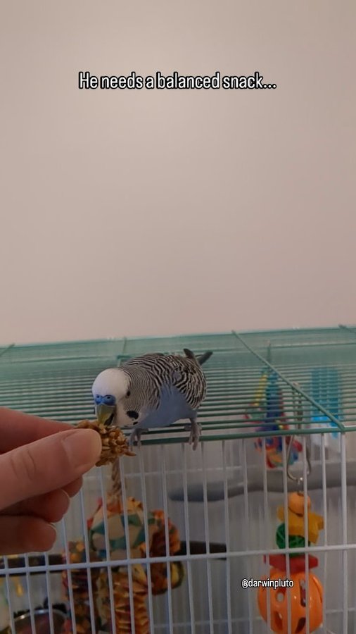 Instagram post by @darwinpluto for Lafeber Pet Birds. Caption reads: I'm so excited to be partnering with @nutriberries....