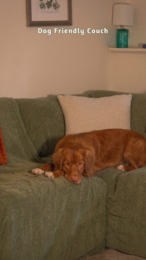 Instagram post by @foxtoller for slashop. Caption reads: Anyone else’s dog effectively cutting your couch’s....