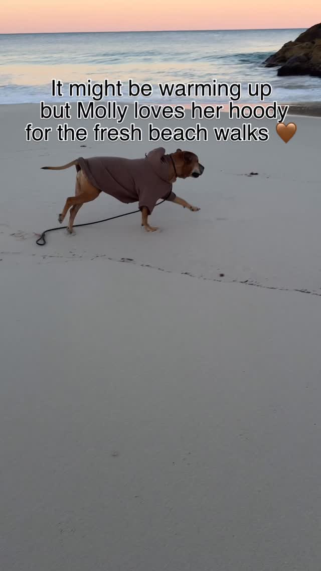 Instagram post by @lifewith_thefowlers for Dog Friendly Co. Caption reads: Molly is loving her @dogfriendlyco Winter Dog....