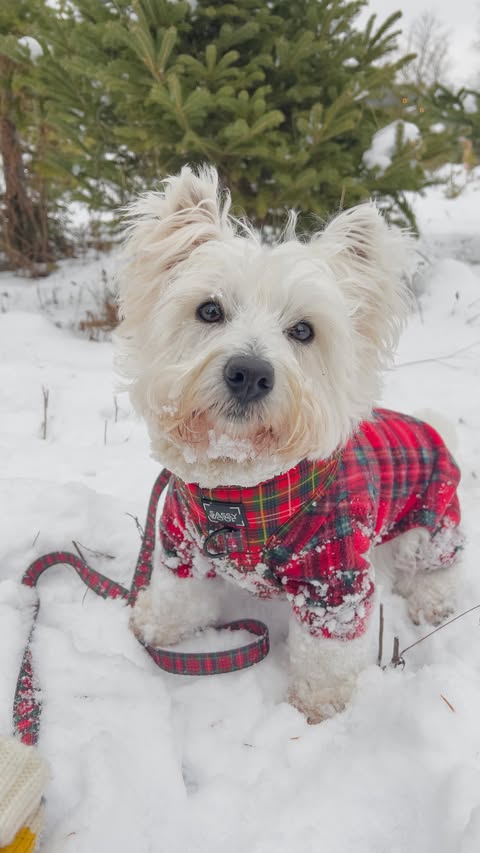Instagram post by @lacey.the.westie for Sassy Woof. Caption reads: Day 6 of opening my advent calendar + our....