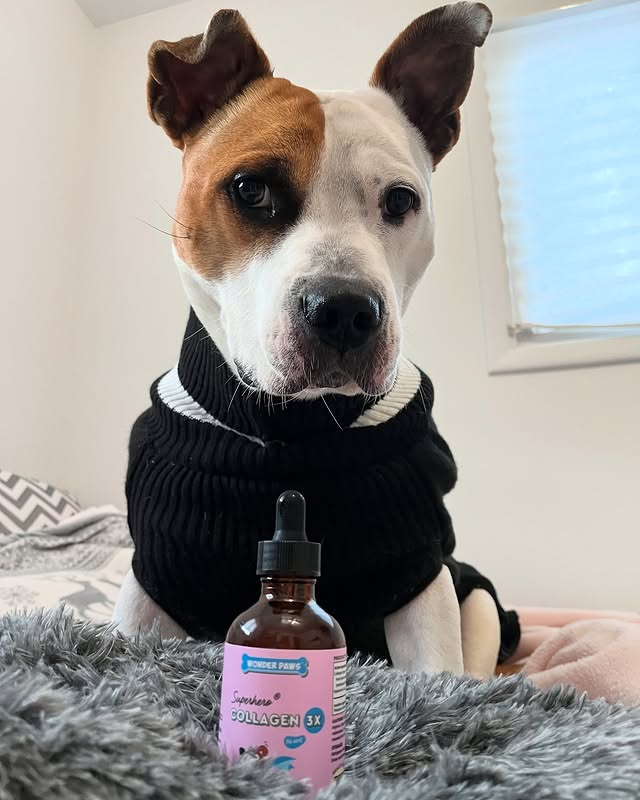 Instagram post by an influencer for Wonder Paws. Caption reads: [...] Bubba has been trying @mywonderpaws....