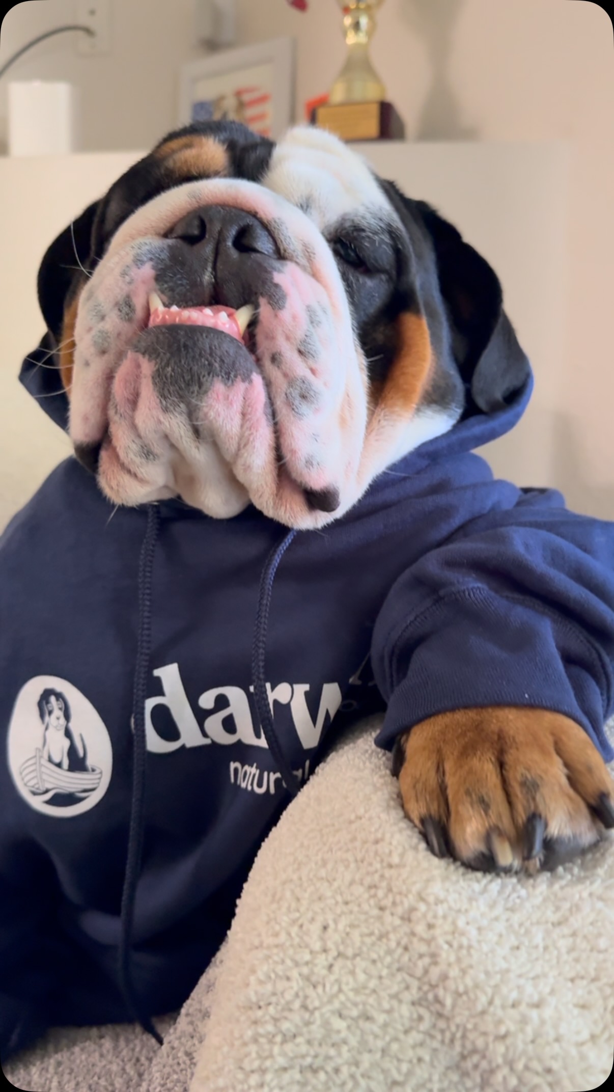 Instagram post by @bigchunkymonkey for Darwin's Natural Pet Products. Caption reads: It’s truly exhausting to be this good looking....