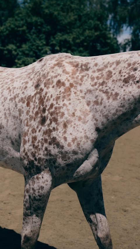 Instagram post by @operationcentaur for Stella McCartney. Caption reads: [...] That’s the healing power of horses.....