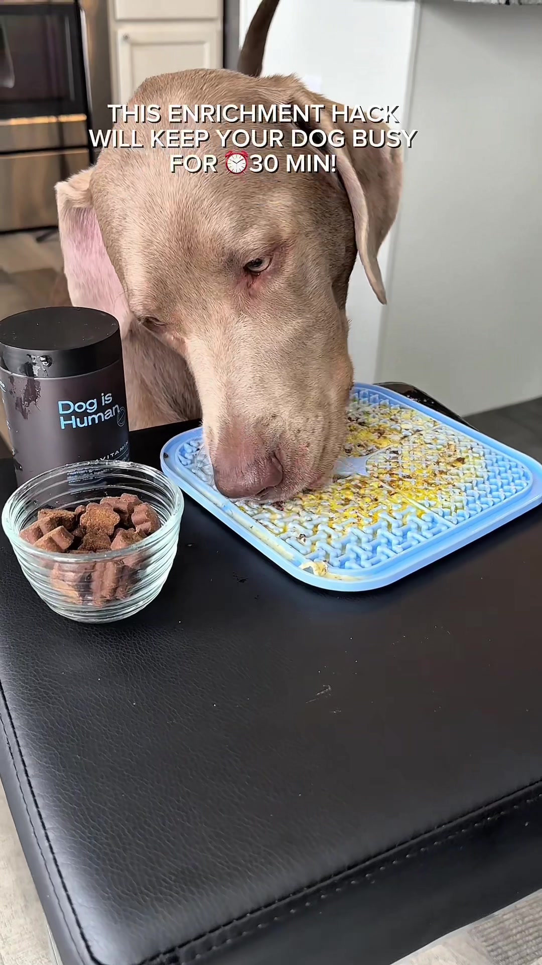 TikTok post by @ghost_labrador for Dog is Human. Caption reads: [...] Dogs - the scrambled egg lick mat @Dog is....