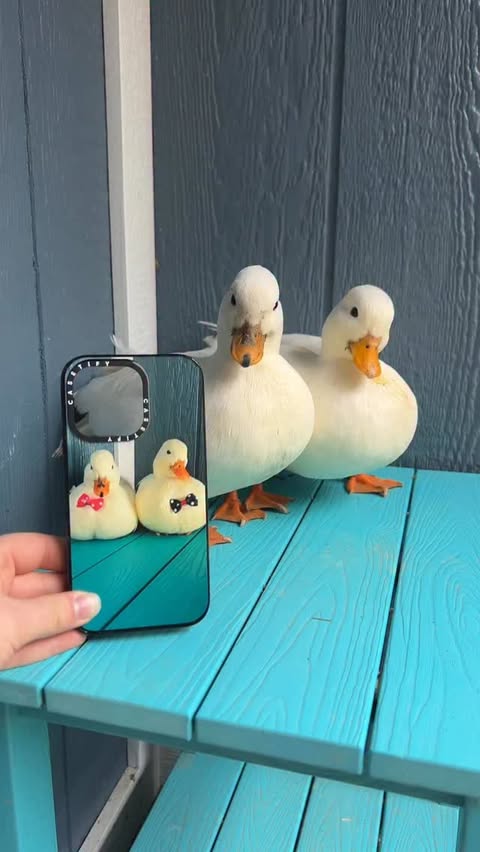Instagram post by @dunkin.ducks for CASETiFY. Caption reads: [...] with my custom phone cases from @casetify !....