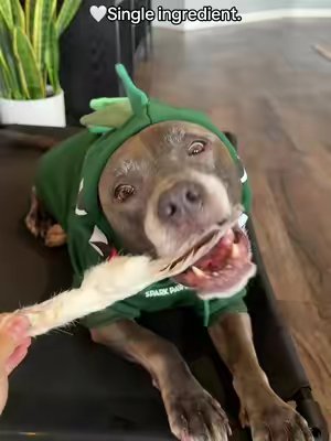 TikTok post by @minnie.the.mousey for All American Canine. Caption reads: [...] #rabbitears #dogsoftiktok @All American....