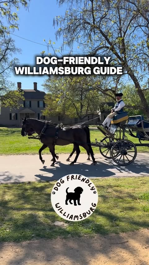 Instagram post by @goapeusa for Visit Williamsburg. Caption reads: [...] things to do in Williamsburg 🐾....