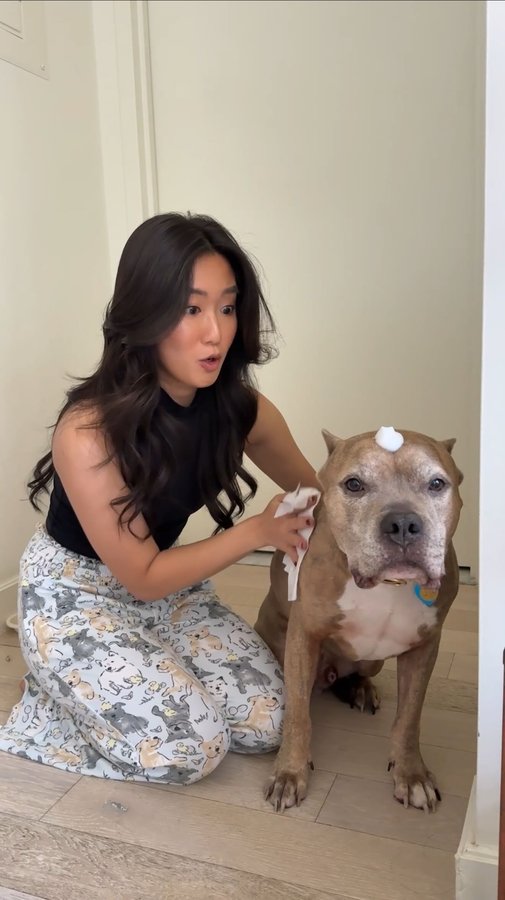 Instagram post by @vivecachow for Purina. Caption reads: #ad Mochi is ready for the National Dog Show....