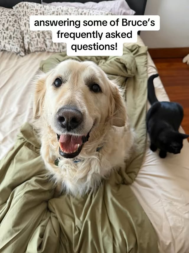 Instagram post by @seniorboybruce for Open Farm Pet. Caption reads: Answering some of our most frequently asked....