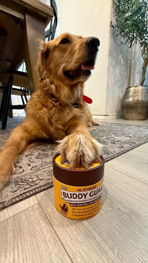 Instagram post by @thegreatandthegolden_ for Petsmont. Caption reads: [...] and full of energy! 💛 Thanks for @petsmont....