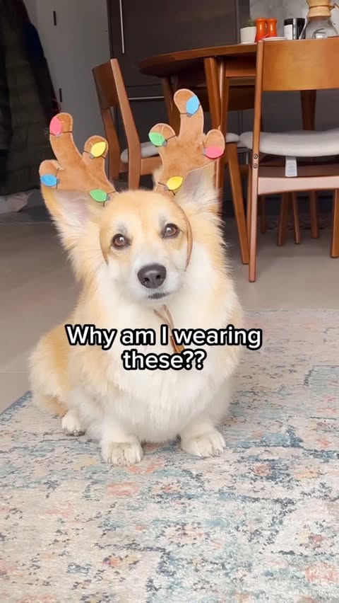 Instagram post by @madmax_fluffyroad for Sundays for Dogs. Caption reads: [...] like a Ferrari…

We feed Maxine....