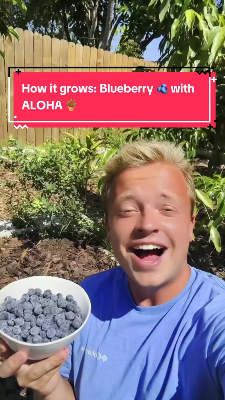 TikTok post by @gray.davis for Aloha. Caption reads: How it grows: Blueberry 🫐 with @ALOHA Protein....