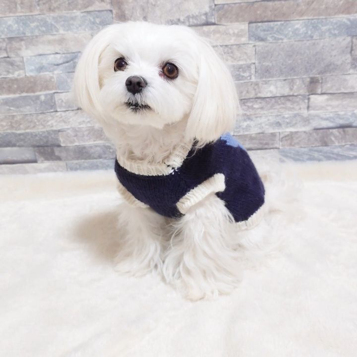 Instagram post by @sho20081203 for monchéri. Caption reads: . @moncheri.dog 様の 【恐竜柄ニットベストトップス】 .....