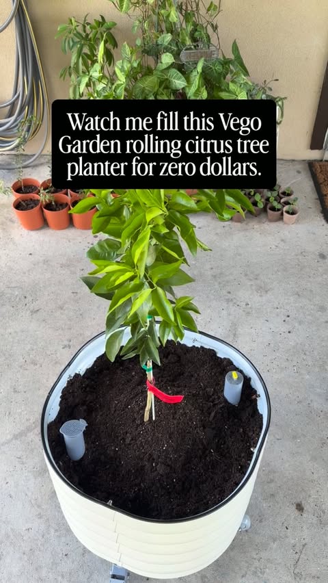 Instagram post by @oaksandyolks for Vego Garden. Caption reads: [...] the clementine tree. 🍊 This is the Vego....