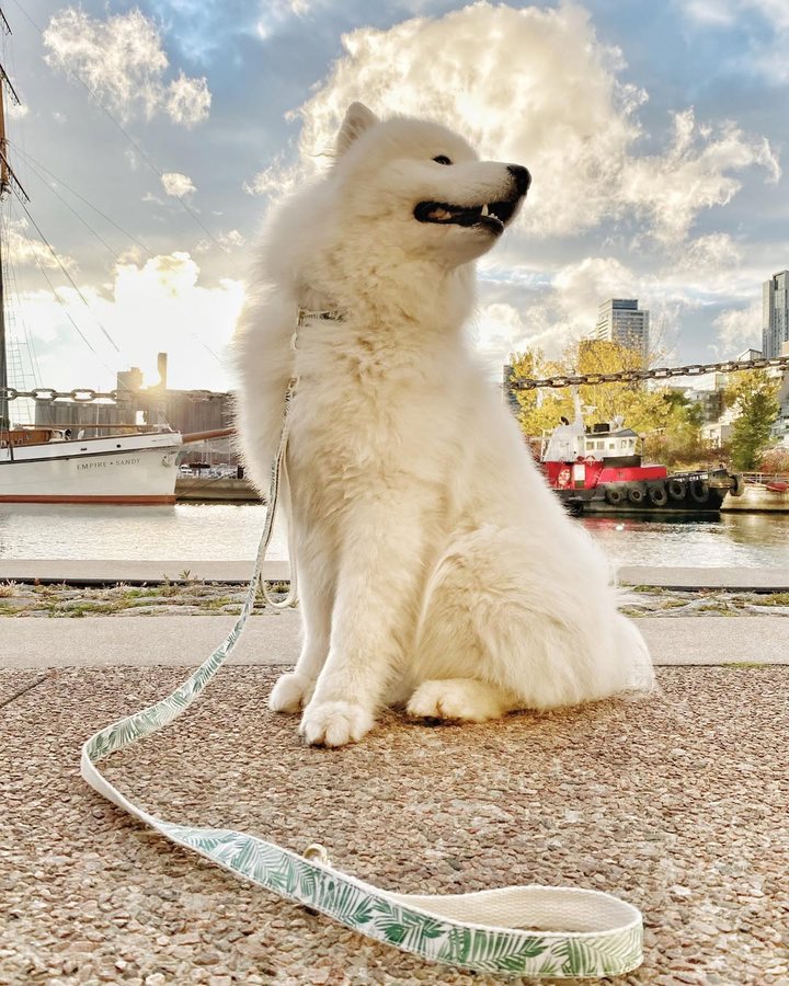 Instagram post by @beauthesammy for Puppysphere. Caption reads: Sunny stroll in style wit @alluunleashed #gifted.