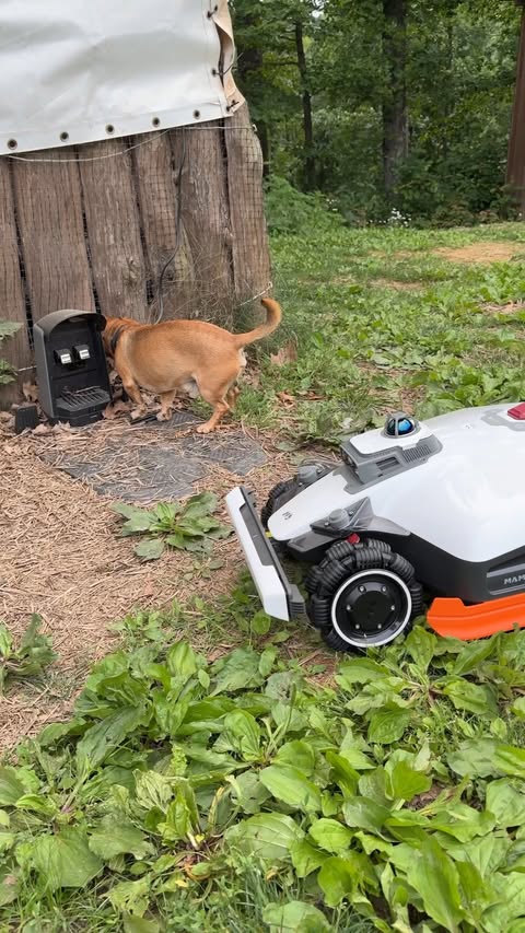 Instagram post by @natepetroski for Mammotion Tech. Caption reads: [...] #mower #narrowayhomestead #offgrid....