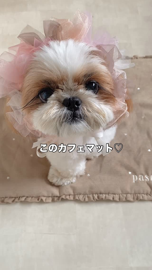 Instagram post by @paseriku for monchéri. Caption reads: @moncheri.dog 名前刺繍が入れられる、♡柄の刺繍が入ったカフェマットでち🐶 ⁡....