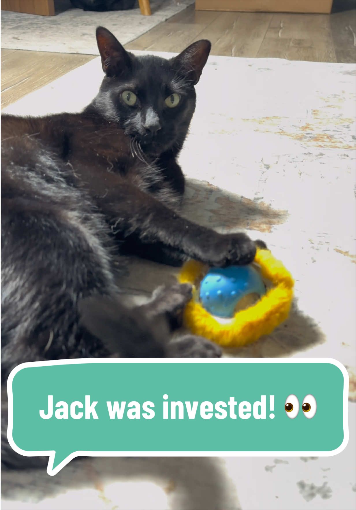 TikTok post by @ariesapproved for Potaroma. Caption reads: [...] #indoorcat #catproducts #catsoftiktok....