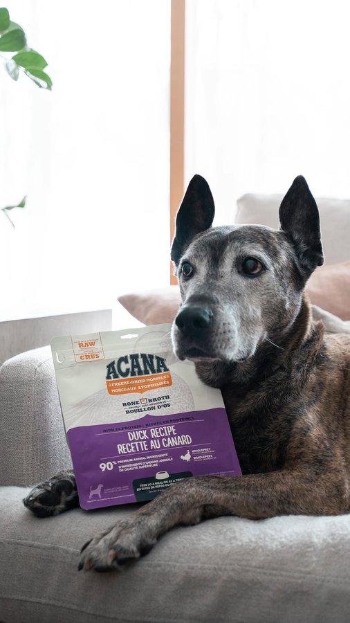 Instagram post by @alexblumberg for ACANA Petfoods. Caption reads: #Ad My rescue crew can’t get enough of....