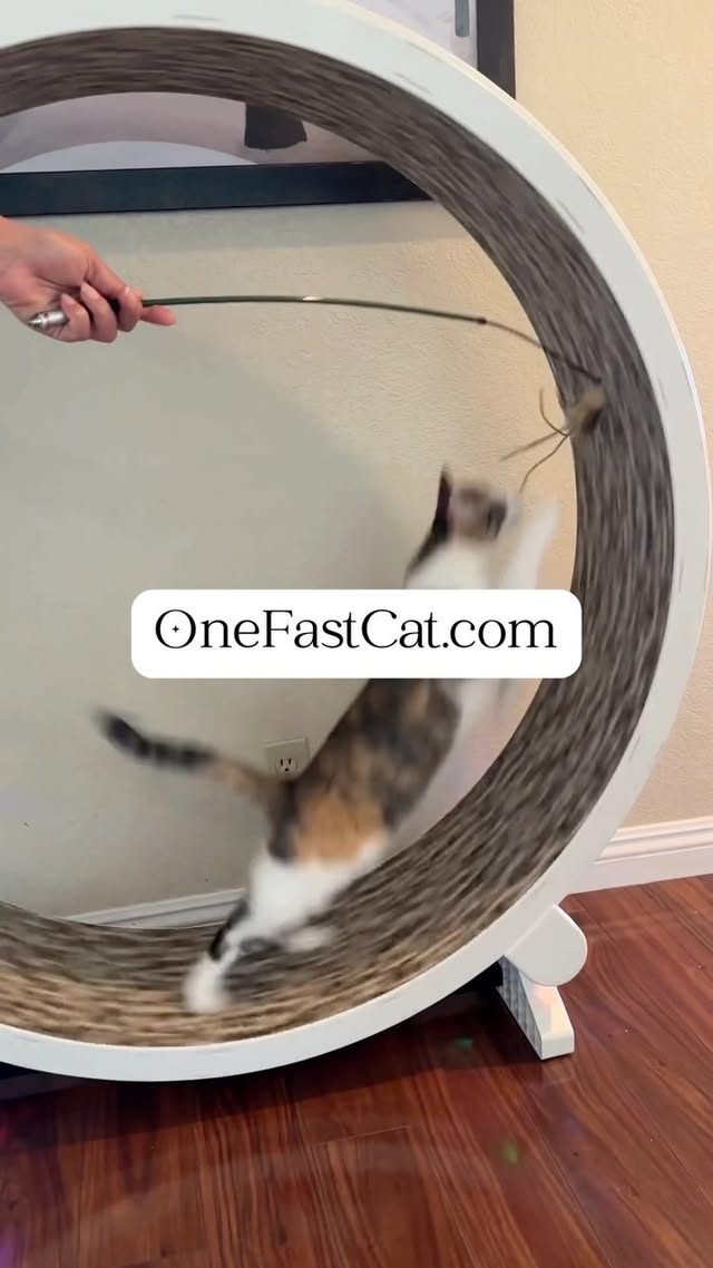 Instagram post by @thetwocrazycatladies for One Fast Cat. Caption reads: [...] cat’s stress under control with the One Fast....