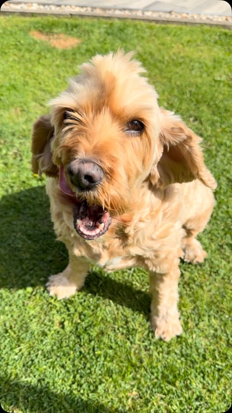 Instagram post by @radiochelsea for Different Dog. Caption reads: [...] - so I was really chuffed to try....