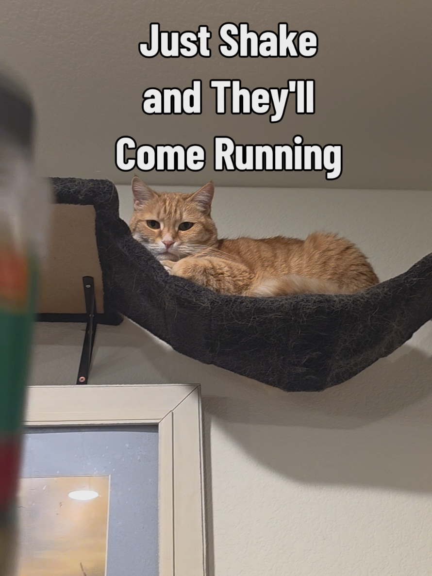 TikTok post by @jennandthepets for Just Try Pet US. Caption reads: [...] #catsoftiktok #petlover #fyp @Just Try Pet....