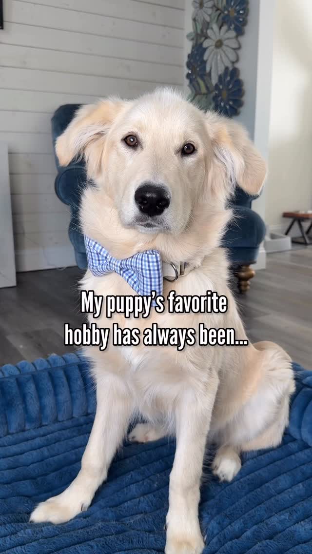 Instagram post by @halfhuskybros for Zoetis Petcare. Caption reads: [...] “Drop it.” “What is in your mouth?!”....
