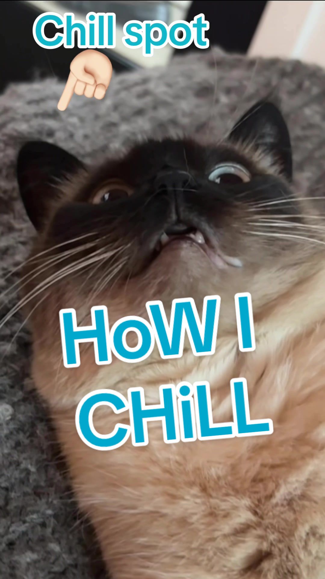 TikTok post by @mervthecat for Petlibro. Caption reads: TELL ME HOW U CHILL AND I WILL JUDGE U LMOA ,,;;:....