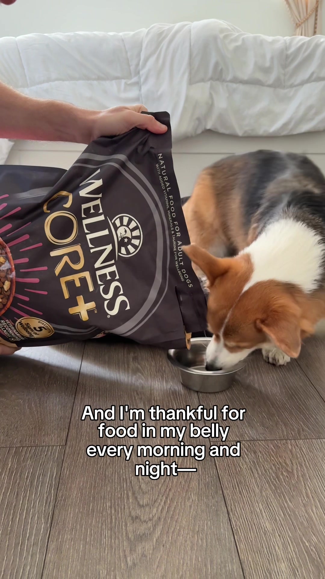 TikTok post by @biffthesamoyed for Wellness Pet Food. Caption reads: [...] thankful for a full belly of @Wellness Pet....