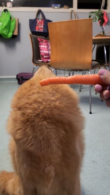 Instagram post by @kayatheshepherd for ZIWI Pet Food. Caption reads: This song is actually what goes through Kiko's....