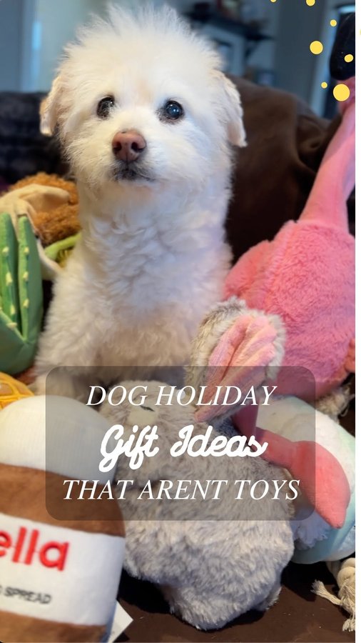 Instagram post by @tailswithnicole for ZIWI Pet Food. Caption reads: 🎄 Need last minute gift ideas for your pets....