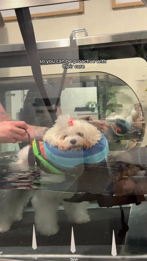 Instagram post by @babblinbarb for Chewy. Caption reads: [...] with Barb and so many more to come @chewy....