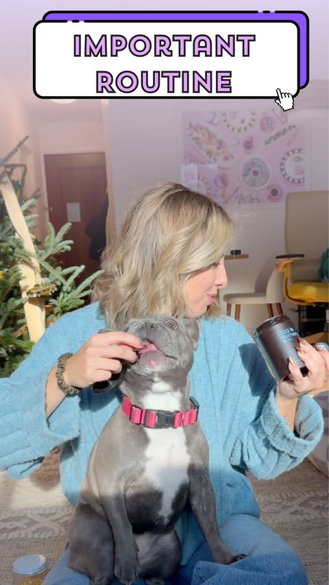 Instagram post by @lavenderandlatte for Dog is Human. Caption reads: [...] been giving Lavender and Latte the....