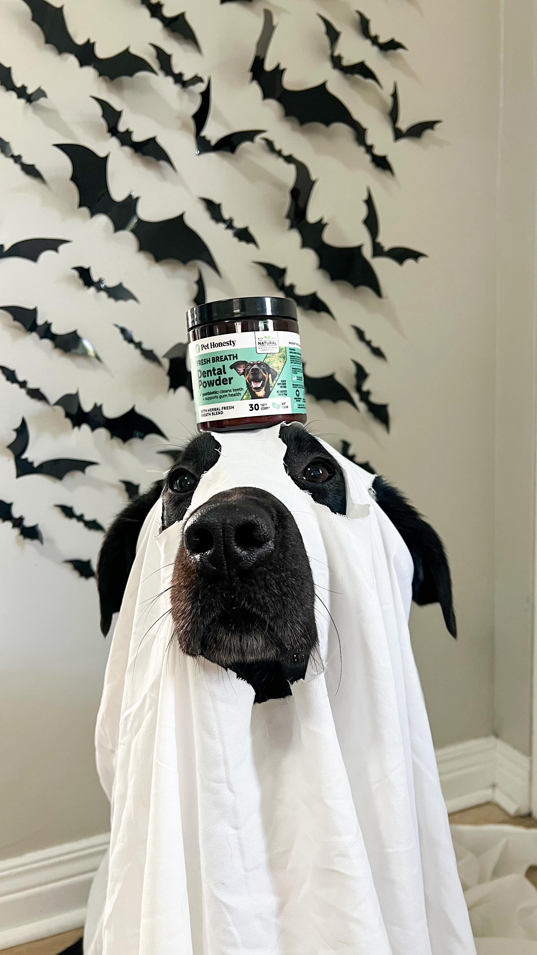 Instagram post by @lifeofavita for PetHonesty. Caption reads: [...] health shouldn’t be scary, thanks to....