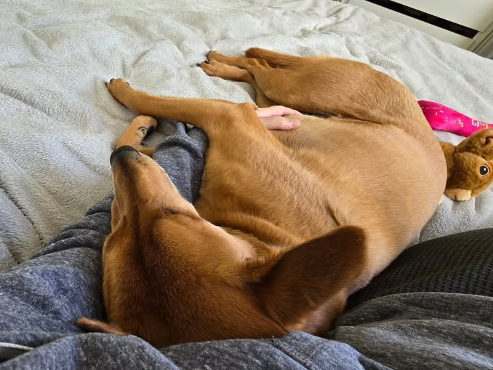 Instagram post by @linabeanthesoidogqueen for Butternut Box. Caption reads: Mum is heading to Samui for a flying visit to....