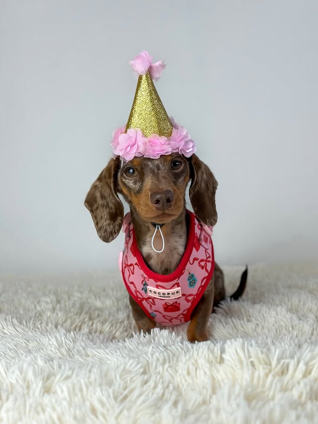 Instagram post by @margotdapple for Cocopup London. Caption reads: COCOPUP TURNS 5 🥳✨

we are so lucky to be working....