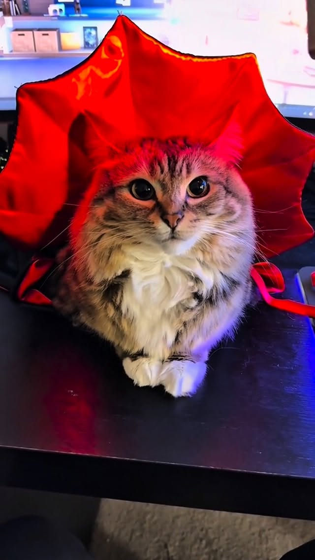 Instagram post by @lunaistabby for Oneisall. Caption reads: Luna and Mickey are happy with the new gift, this....