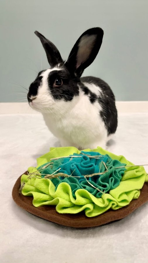 Instagram post by @oreo.thebunnyrabbit for Oxbow Animal Health. Caption reads: Come make Oreo’s new forage mat from....