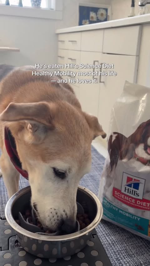 Instagram post by @raylan_the_dog for PetSmart. Caption reads: [...] (9.7-15.8 kg) food thru March 1st at....