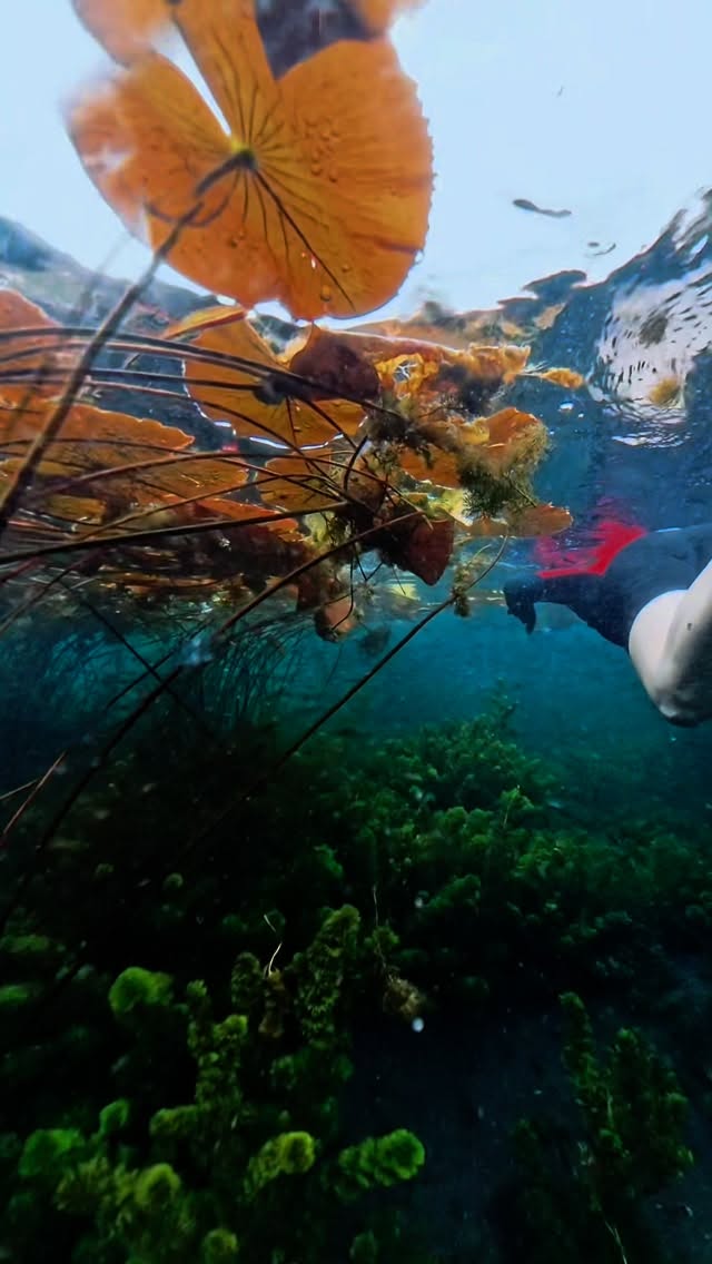 Instagram post by @caminhosdesconhecidos for Hygger Aquarium. Caption reads: A dream spot! Look at how many fish are there!!!....